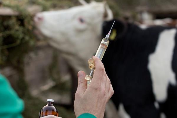 怎么对牛使用阿维菌素，根据剂型采取注射或浇泼的方法