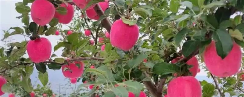 世界栽培苹果的起源在哪，起源是我国新疆