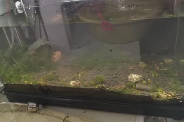 大鱼缸漏水怎么补救，用玻璃胶涂抹漏水处再风干