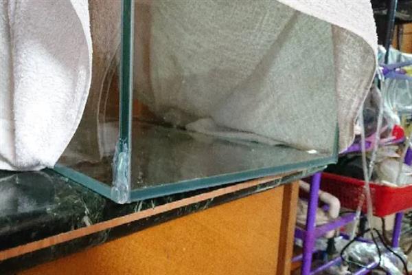 大鱼缸漏水怎么补救，用玻璃胶涂抹漏水处再风干