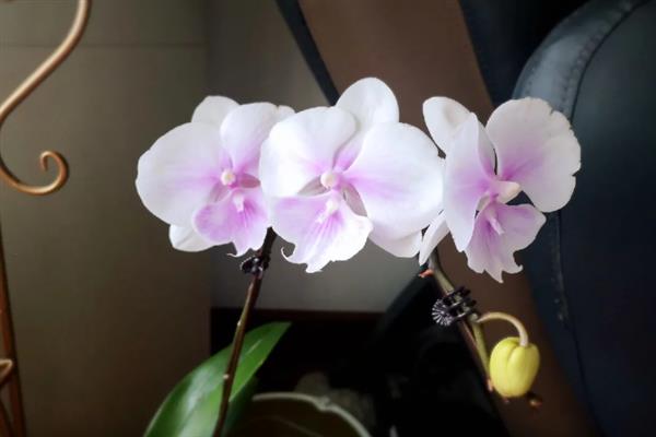 哪些花的花语象征想念，有满天星、水仙花等