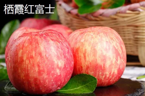 世界栽培苹果的起源在哪，起源是我国新疆
