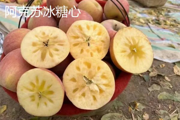 世界栽培苹果的起源在哪，起源是我国新疆