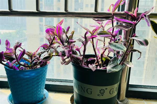 油画吊兰的养殖方法，生长过程中需要充足的光照