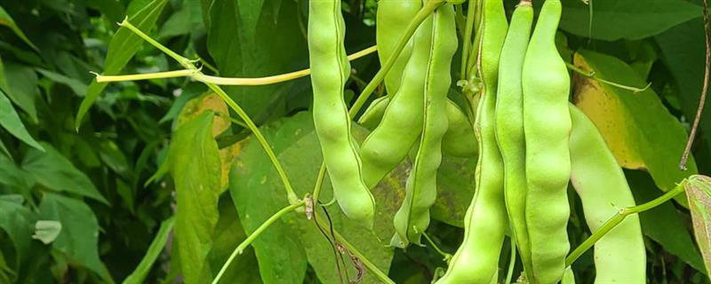 油豆角怎么种植，出苗后要中耕培土