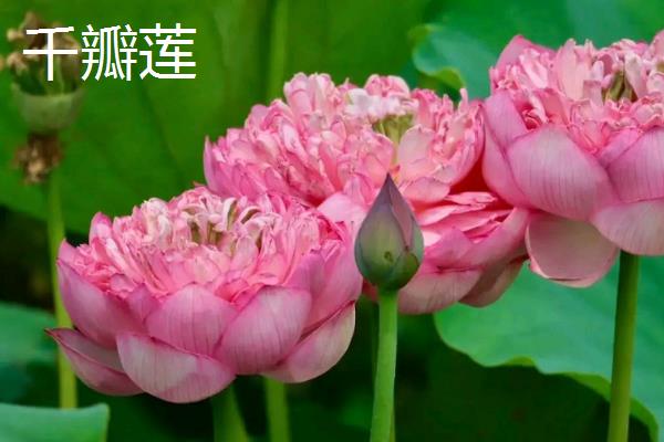 荷花的品质，象征着和谐、合作等