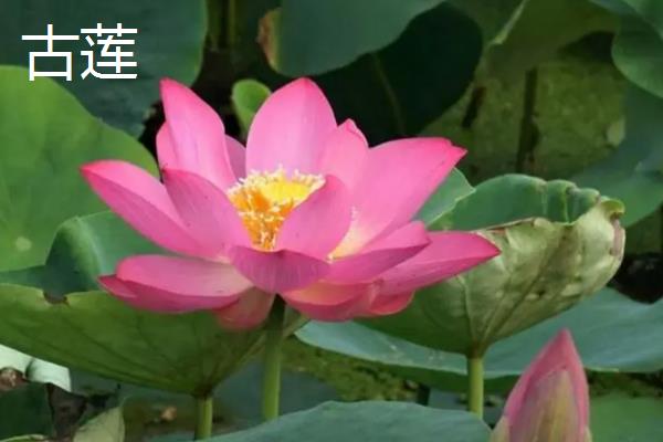 荷花的品质，象征着和谐、合作等