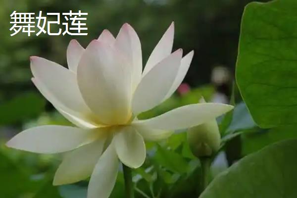 荷花的品质，象征着和谐、合作等