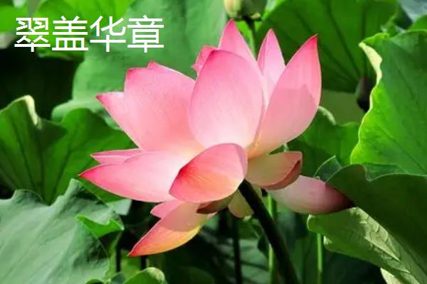 荷花的品质，象征着和谐、合作等