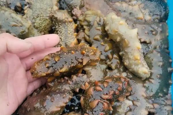 海参的养殖注意事项，要勤换水