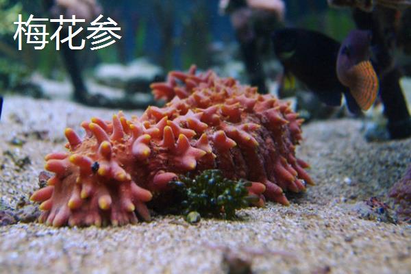 海参的养殖注意事项，要勤换水