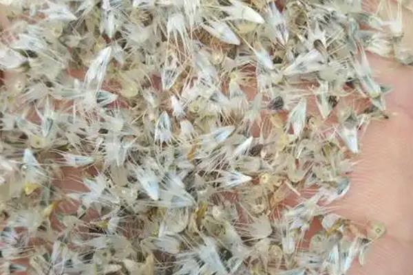 天人菊的播种时间，一般选择在6-8月份