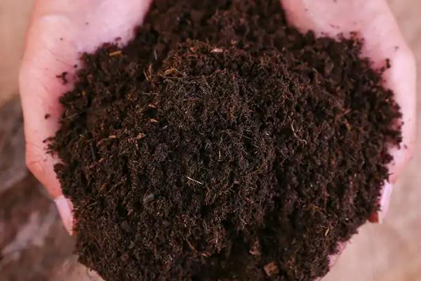天人菊的播种时间，一般选择在6-8月份