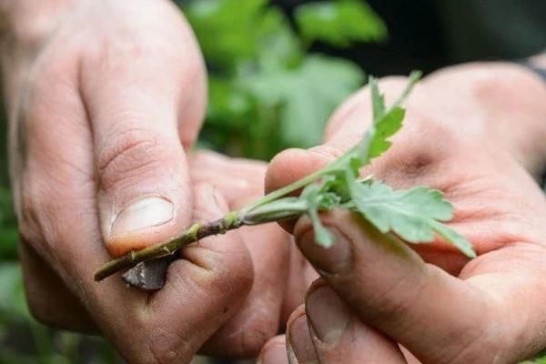 天人菊的播种时间，一般选择在6-8月份