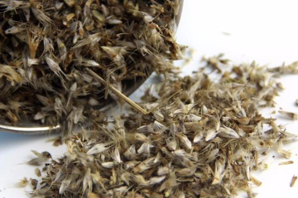 天人菊的播种时间，一般选择在6-8月份