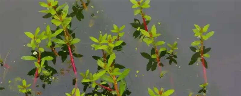 怎么防治空心莲子草，用机械铲除、打捞可降低种群密度