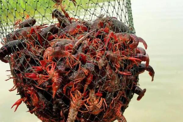 野生龙虾的抓捕时间，5月左右抓合适