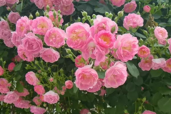蔷薇花的开花时间，5-9月份是它的花期