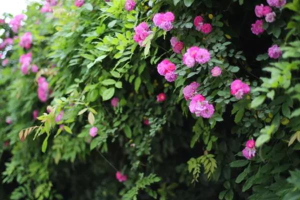 蔷薇花的开花时间，5-9月份是它的花期