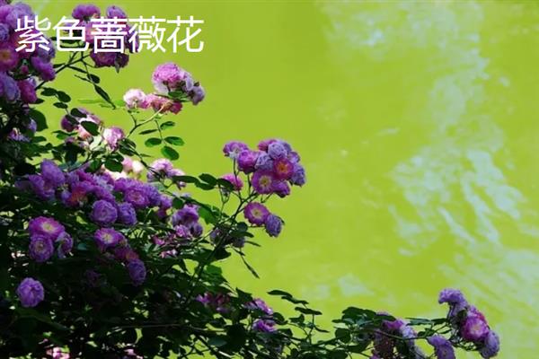 蔷薇花的开花时间，5-9月份是它的花期