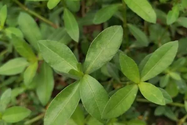 怎么防治空心莲子草，用机械铲除、打捞可降低种群密度