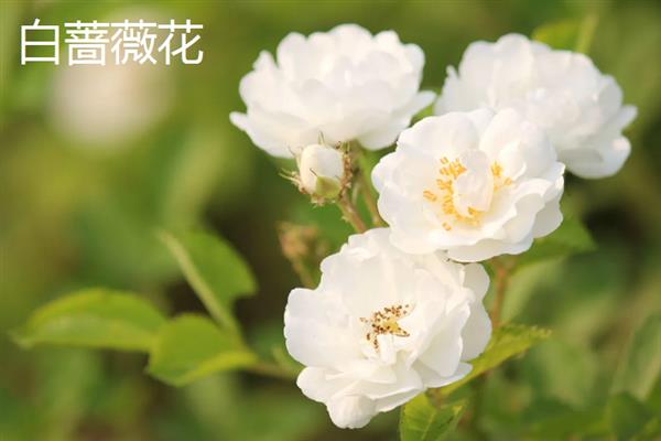 蔷薇花的开花时间，5-9月份是它的花期