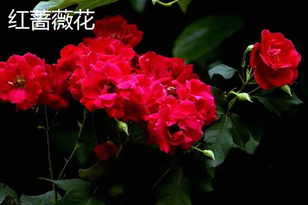 蔷薇花的开花时间，5-9月份是它的花期
