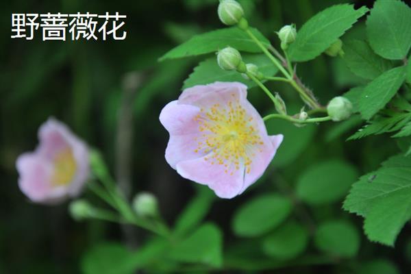 蔷薇花的开花时间，5-9月份是它的花期