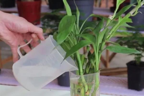 富贵竹如何水养，生根前每隔3-4天换水一次