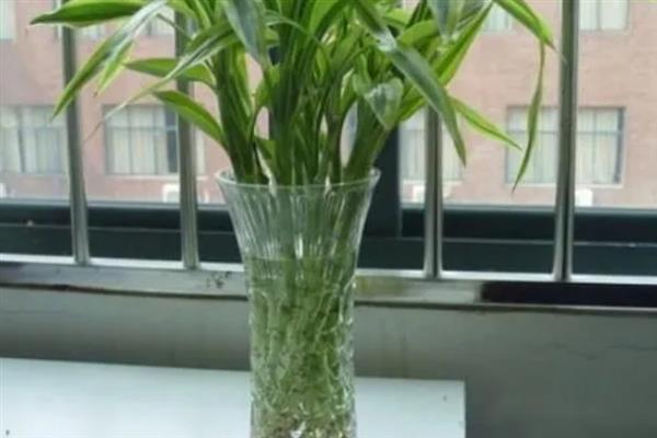 富贵竹如何水养，生根前每隔3-4天换水一次