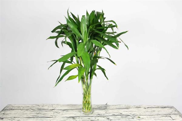 富贵竹如何水养，生根前每隔3-4天换水一次