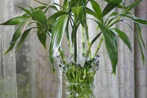 富贵竹如何水养，生根前每隔3-4天换水一次