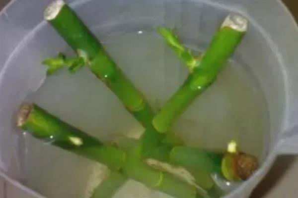 富贵竹如何水养，生根前每隔3-4天换水一次
