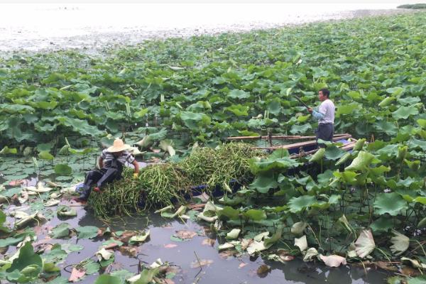 怎么防治空心莲子草，用机械铲除、打捞可降低种群密度