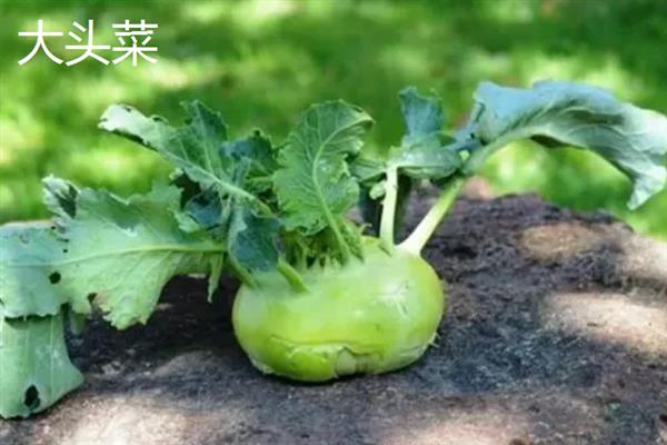 雪菜和芥菜的区别，雪菜是芥菜的一个变种