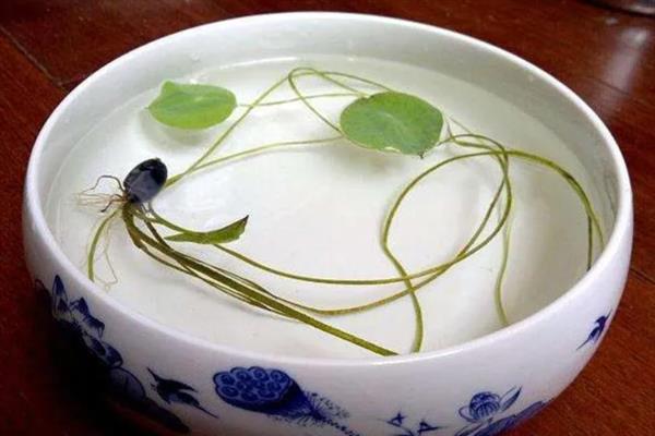碗莲发芽后需要多高的水位，保持在10厘米比较合适