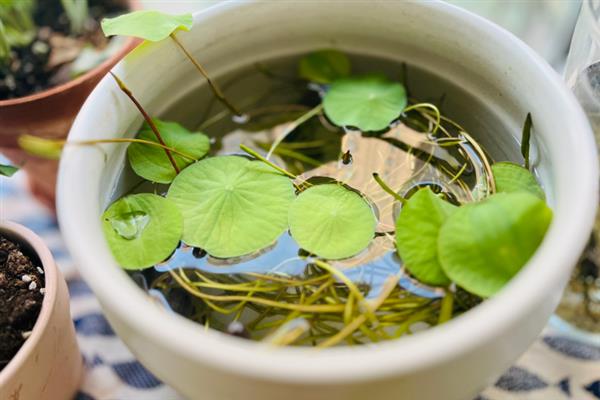 碗莲发芽后需要多高的水位，保持在10厘米比较合适