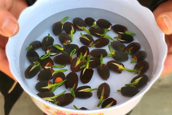 碗莲发芽后需要多高的水位，保持在10厘米比较合适