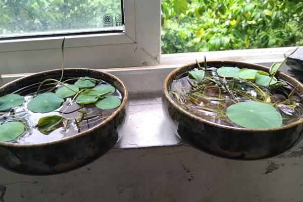 碗莲发芽后需要多高的水位，保持在10厘米比较合适