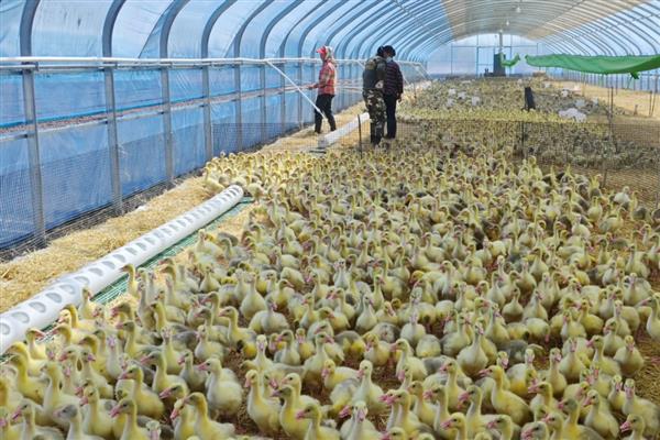 鹅为什么相互啄毛，环境潮湿、缺乏营养、养殖条件差是主因