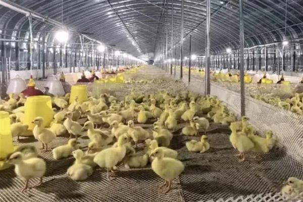 鹅为什么相互啄毛，环境潮湿、缺乏营养、养殖条件差是主因