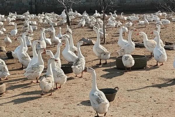 鹅为什么相互啄毛，环境潮湿、缺乏营养、养殖条件差是主因