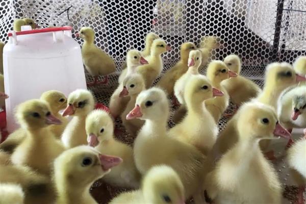 鹅为什么相互啄毛，环境潮湿、缺乏营养、养殖条件差是主因