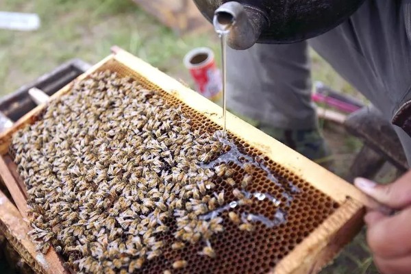 蜜蜂如何饲喂,一般在蜂群越冬之前进行