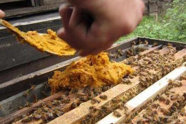 蜜蜂如何饲喂,一般在蜂群越冬之前进行