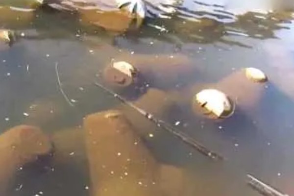 夏季钓黄尾鱼用哪种饵料，推荐自然饵料、商品饵料等