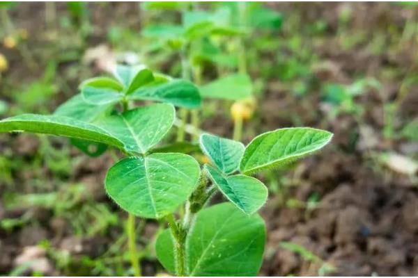 毛豆一年能种几茬，一年可以种植三茬