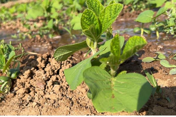 毛豆一年能种几茬，一年可以种植三茬