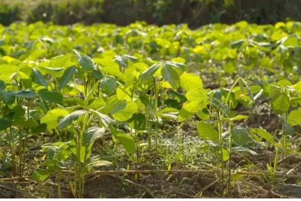 毛豆一年能种几茬，一年可以种植三茬