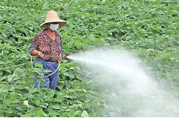 毛豆一年能种几茬，一年可以种植三茬